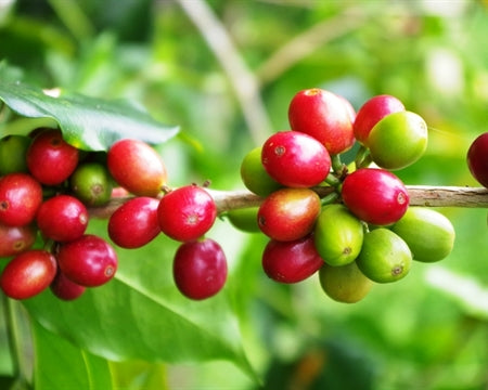 Why does DECAF Coffee look darker when roasted ?