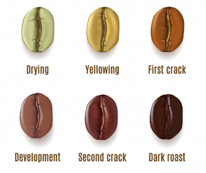 Bean development - Before first crack