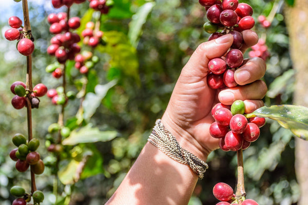Green Coffee Grading
